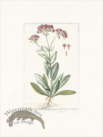 Bonelli 527 Catchfly
